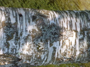 P1000011